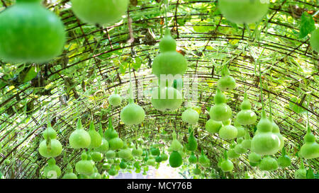 Zucca ornamentale fattoria per la stagione del raccolto con le zucche appeso sul rig come la zucca bellissimo vaso in giardino Foto Stock