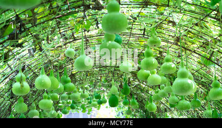 Zucca ornamentale fattoria per la stagione del raccolto con le zucche appeso sul rig come la zucca bellissimo vaso in giardino Foto Stock