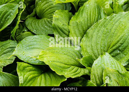 Controllo della hosta patch dopo aver smesso di piovere Foto Stock