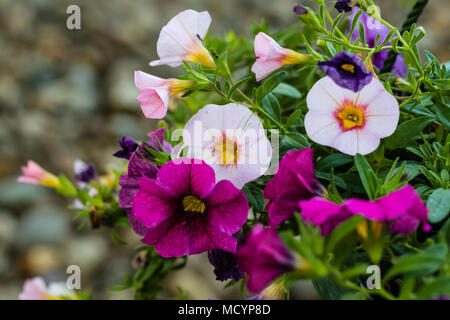 Più di un paniere pensile di multi Calibrachoa colorati Foto Stock