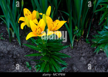 Ci sono tre fioriture e aperto quattro ancora a venire su questo giglio giallo Foto Stock