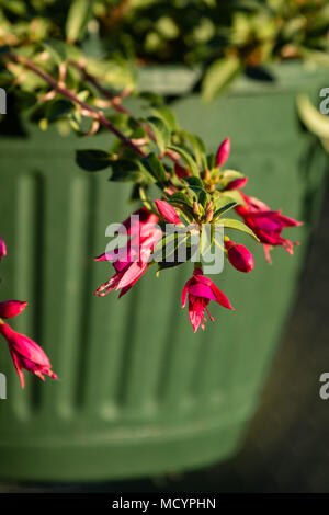 Red fuchsia blossoms appendere fuori lato del vaso nel sole di sera Foto Stock
