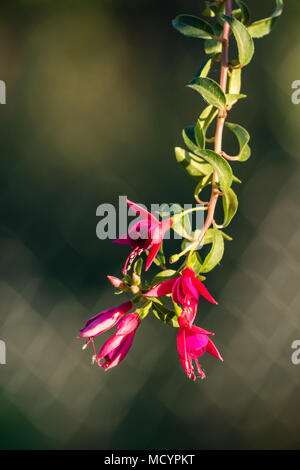 Red fuchsia blossoms appendere fuori lato del vaso nel sole di sera Foto Stock