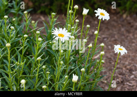 Un gruppo di margherite bianco solo a partire da bloom Foto Stock