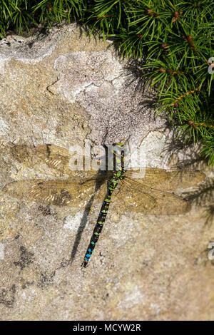 Un maschio Hawker Meridionale (Aeshna cyanea) dragonfly uno del più grande specie nel Regno Unito, crogiolarvi al sole su un blocco di calcare in Gran Bretagna, England, Regno Unito Foto Stock