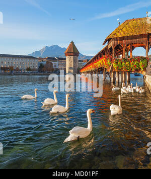 Cigni presso la famosa Cappella del Ponte sul fiume Reuss nella città di Lucerna, Svizzera, vertice di Mt. Pilatus in background. Foto Stock