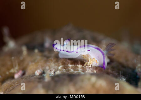 Nudibbranch Hypselodoris tryoni, capretti. La foto è stata scattata nella banda mare, Ambon, Papua occidentale, in Indonesia Foto Stock