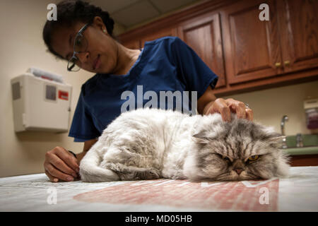 Jacinda Crawford, 23d medicina aerospaziale squadrone della salute animale assistant controlla la temperatura del 'Kammi', Marzo 6, 2018 a Moody Air Force Base, Ga. Il veterinario clinica offre assistenza e cure per il lavoro militare cani di stanza qui mentre fornisce anche la stessa cura e attenzione per i detenuti personalmente gli animali. (U.S. Air Force foto di Airman Eugene Oliver) Foto Stock