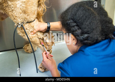 Jacinda Crawford, 23d medicina aerospaziale squadrone della salute animale assistant, inietta un vaccino in 'Dozer', Marzo 6, 2018 a Moody Air Force Base, Ga. Il veterinario clinica offre assistenza e cure per il lavoro militare cani di stanza qui mentre fornisce anche la stessa cura e attenzione per i detenuti personalmente gli animali. (U.S. Air Force foto di Airman Eugene Oliver) Foto Stock