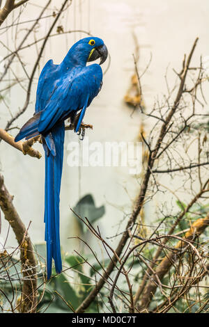 L'Ara Giacinto è un pappagallo di grandi dimensioni con piumaggio blu con gli occhi gialli anello. Foto Stock