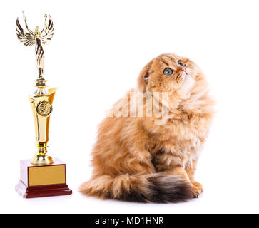 Oro cincillà. Ritratto di Scottish Fold gatto con una vittoriosa cup Foto Stock