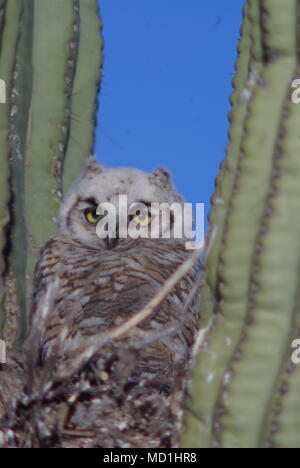 Un nido appiccicoso Foto Stock