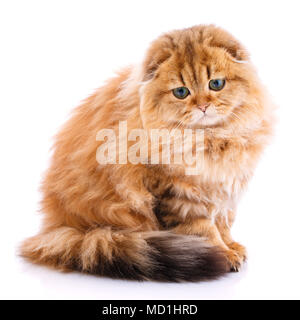 Scottish Fold cat Foto Stock