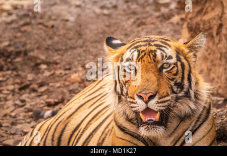 Vista ravvicinata della testa di un maschio sub-adulto tigre del Bengala (Panthera tigris) mostrando i denti, il Parco nazionale di Ranthambore, Rajasthan, India settentrionale Foto Stock