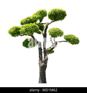 Alberi di Bonsai su sfondo bianco, immagine isolata Foto Stock