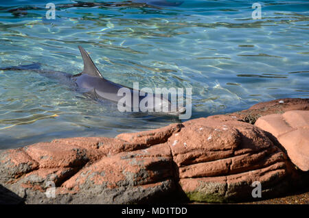 Offshore delfini Bottlenose Foto Stock