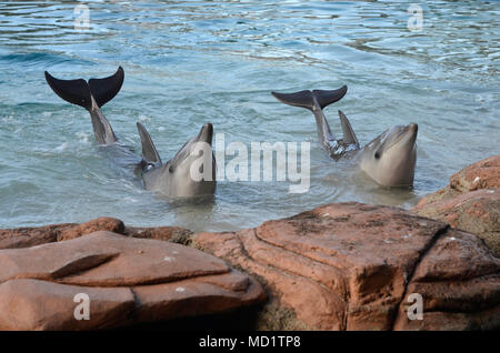 Offshore delfini Bottlenose Foto Stock