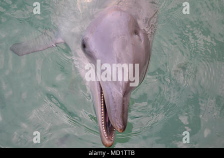 Offshore delfini Bottlenose Foto Stock