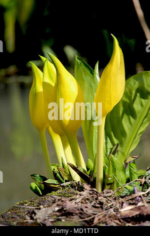 Il bellissimo e insolito fiori di Lysichiton americanus noto anche come giallo o american Skunk cavolo. Foto Stock