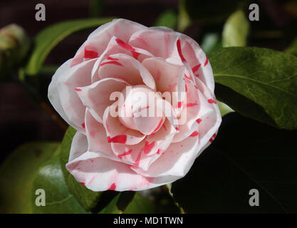 Il bel fiore di un bianco e rosa striped camellia arbusto, sofly illuminato dalla luce della sera. Foto Stock
