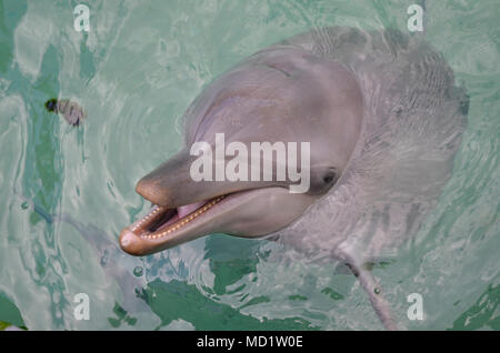 Offshore delfini Bottlenose Foto Stock