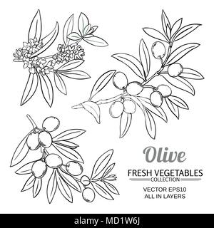 Rami di ulivo set vettore su sfondo bianco Illustrazione Vettoriale