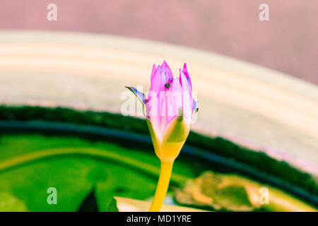 Vintage lotus flower color pastello a Creative pattern e texture design con banner di sfondo Foto Stock