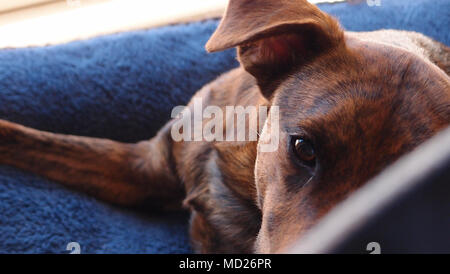 Candide colpo di brindle rivestire cane giacente sulla coperta blu guardando la fotocamera. Foto Stock