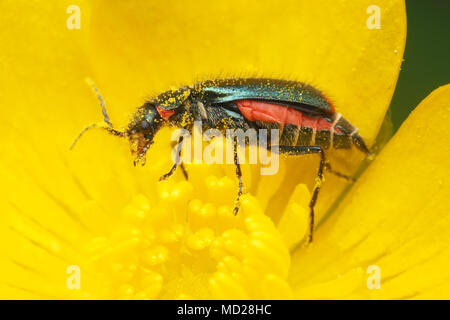 Malachite Beetle femmina (Malachius bipustulatus) coperto di polline su buttercup flower. Tipperary, Irlanda Foto Stock