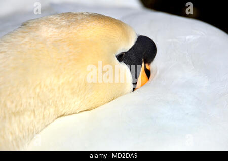 Cigno (Cygnus olor) in appoggio con la sua testa sotto la sua ala Foto Stock