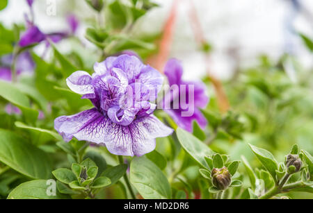 Vista superiore della o di Petunia la Petunia hybrida fiori nel giardino naturale per la vendita in vasi Foto Stock