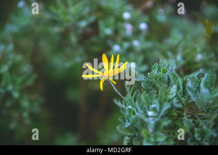 Vista superiore della euryops chrysanthemoides, bush Africano daisy, nove luminose daisy fiori su una boccola in piena fioritura, petali e un nucleo di colore giallo che cresce in g Foto Stock