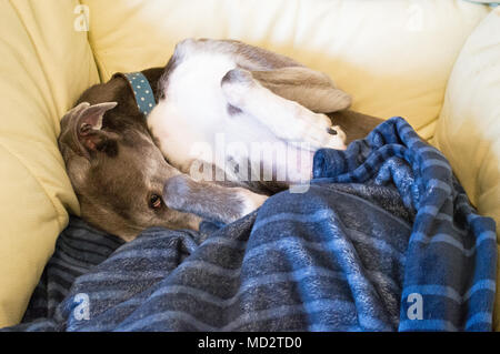 Stanco cane avvolto a ricciolo in bianco sedia in pelle con coperta Foto Stock