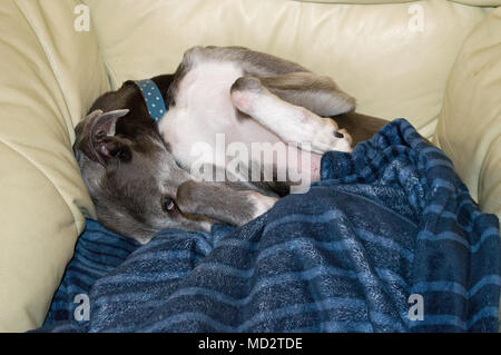 Stanco cane avvolto a ricciolo in bianco sedia in pelle con coperta Foto Stock