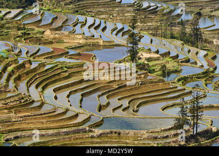 Cina Yunnan, Yuanyang, risaie terrazzate-campi Foto Stock