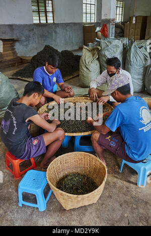 Cina Yunnan, distretto di Xishuangbanna, classificare ed essiccazione del tè Pu'er tè Foto Stock