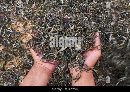 Cina Yunnan, distretto di Xishuangbanna, classificare ed essiccazione del tè Pu'er tè Foto Stock