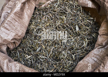 Cina Yunnan, distretto di Xishuangbanna, classificare ed essiccazione del tè Pu'er tè Foto Stock