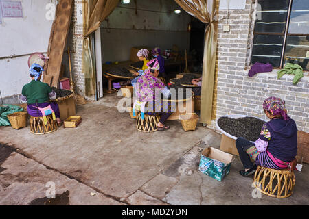 Cina Yunnan, distretto di Xishuangbanna, classificare ed essiccazione del tè Pu'er tè Foto Stock