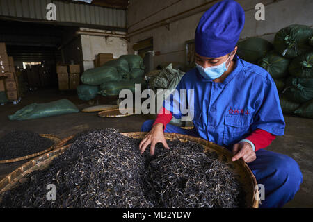 Cina Yunnan, distretto di Xishuangbanna, classificare ed essiccazione del tè Pu'er tè Foto Stock