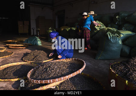 Cina Yunnan, distretto di Xishuangbanna, classificare ed essiccazione del tè Pu'er tè Foto Stock