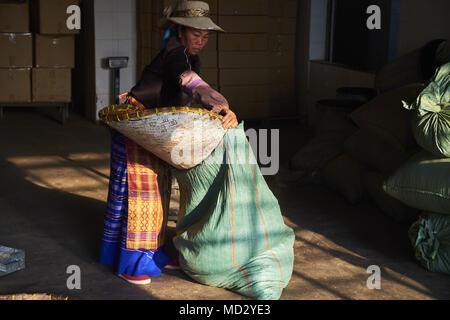 Cina Yunnan, distretto di Xishuangbanna, classificare ed essiccazione del tè Pu'er tè Foto Stock