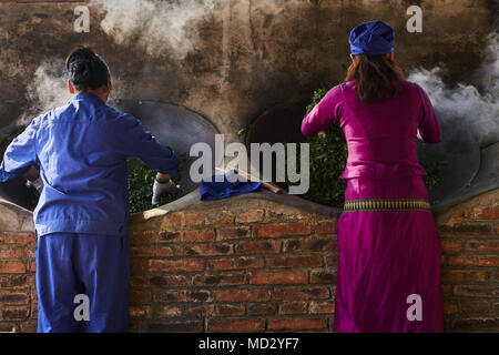Cina Yunnan, distretto di Xishuangbanna, essiccazione le foglie di tè di Pu'er tè Foto Stock