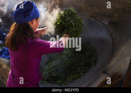 Cina Yunnan, distretto di Xishuangbanna, essiccazione le foglie di tè di Pu'er tè Foto Stock