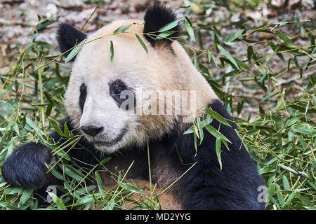 La Cina, nella provincia di Sichuan, Chengdu, Chengdu panda gigante allevamento centro di ricerca Foto Stock