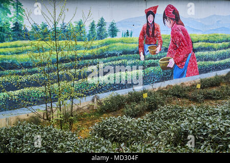 La Cina, nella provincia di Sichuan, Mingshan, statua di Wu Lizhen tea garden Foto Stock