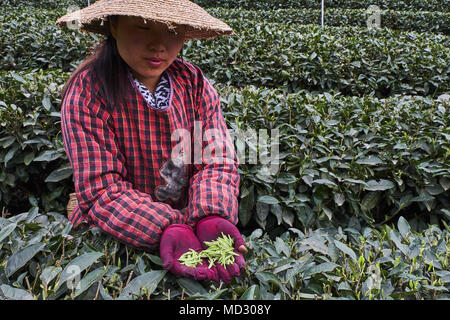 La Cina, nella provincia di Sichuan, Mingshan, statua di Wu Lizhen tea garden, raccoglitrice di tè prelevare le foglie di tè Foto Stock