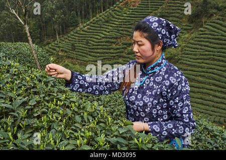 La Cina, nella provincia di Sichuan, Mingshan, statua di Wu Lizhen tea garden, raccoglitrice di tè prelevare le foglie di tè Foto Stock