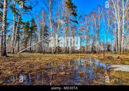 Inizio della primavera paesaggio all'adge di bianco della foresta di betulla con la patch di fusione della neve e pozza d'acqua disciolta in giallo erba secca al luminoso Foto Stock