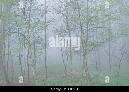 Głębowice, Polonia. Aprile 18, 2018. Alberi in primavera nebbia. Una molto intensa nebbia a molla avvolta tutta l'area. Visibilità molto limitata.. Credito: w124merc / Alamy Live News Foto Stock